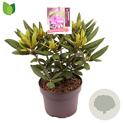 Rhododendron yak. Bohlkens Lupinenberg Laguna 25-30 cm 5,0L