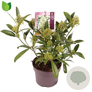 Skimmia confusa 'Kew Green' 30-40 cm 3,0L