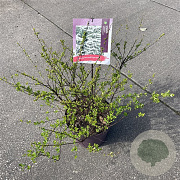 Spiraea nipp. 'Snowmound' 30-40 cm 7,5L