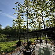 Tilia europaea 'Pallida' 20-25 cm cont. 110L lei 200cm stam