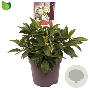 Viburnum davidii GM 10L