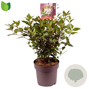 Viburnum tin. Spirit 40-45 cm 10L