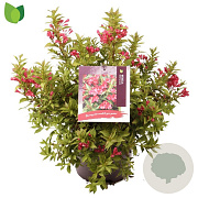 Weigela Cherry Love 40-50 cm 7,5L