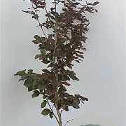 Fagus syl. 'Atropunicea' 80-100 cm 3,0L