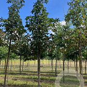 Aesculus carnea 'Briotii' 20-25 HO draadkluit