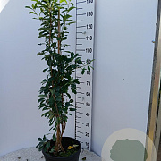 Exochorda 'The Bride' 100-125 cm 15L