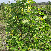 Magnolia brookl. 'Yellow Bird' 175-200 cm draadkluit meerstammig 200-250 diameter