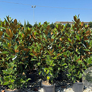 Magnolia grandiflora 125-150 cm 35L solitair