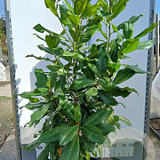 Magnolia grandiflora 125-150 cm 35L solitair