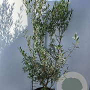 Olea europaea 125-150 cm 15L