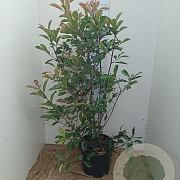 Photinia fraseri 'Red Robin' 100-125 cm 20L
