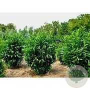 Prunus l. 'Schipkaensis' 300-350 cm draadkluit struik