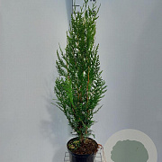 Thuja pl. 'Atrovirens' 100-125 cm 5,0L