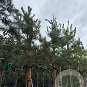 Pinus sylvestris 16-18 HO cont. 110L