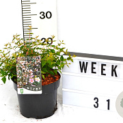 Abelia 'Edward Goucher' 40-60 cm 3,0L
