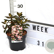 Weigela Vintage Love 40-60 cm 3,0L
