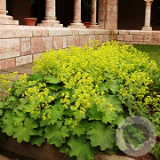 Alchemilla mollis 'Auslese' GM P9