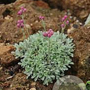 Antennaria dioica 'Alex Duguid' GM P9
