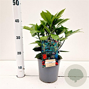 Aucuba jap. 'Rozannie' 20-30 cm 2,5L