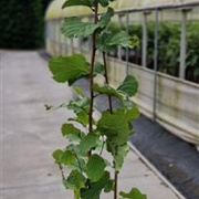 Corylus avellana 100-125 cm 5,0L