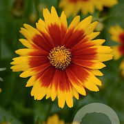 Coreopsis gr. Exp Corey Yellow Red GM P9