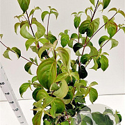 Cornus kousa chinensis 80-100 cm 5,0L