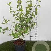 Cornus mas 60-80 cm 3,0L