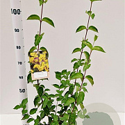 Cornus mas 60-80 cm 3,0L