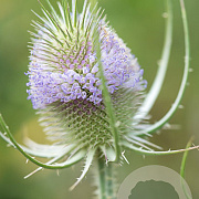 Dipsacus fullonum GM P9