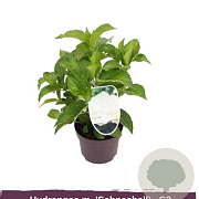 Hydrangea m. 'Schneeball' GM 3,0L leverbaar