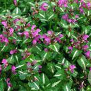 Lamium mac. 'Roseum' GM P9