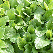 Melissa off. 'Limonii' GM P9