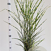 Miscanthus sin. 'Strictus' 60-80 cm 4,0L
