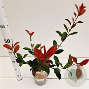 Photinia fraseri Carré Rouge 40-50 cm 2,5L