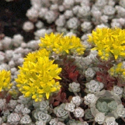 Sedum spathulifolium 'Cape Blanco' GM P9