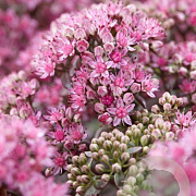 Sedum Sunsparkler Firecracker GM P9