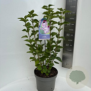 Syringa v. 'General Pershing' 50-60 cm 5,0L