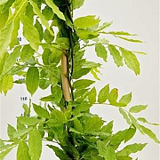 Wisteria sinensis 'Alba' 175-200 cm 5,0L