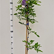 Wisteria sinensis 'Prolific' 175-200 cm 5,0L