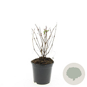 Fuchsia 'Madame Cornelissen' GM C1.3