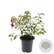 Fuchsia 'Mrs Popple' GM C1.3