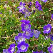 Geranium 'Gerwat' GM C1.3