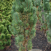 Pinus sylv. 'Fastigiata' 125-150 cm met kluit