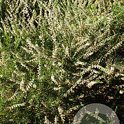 Calluna v. 'Alba Plena' GM P9.5 2 jaar