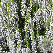 Calluna v. 'Elegant Pearl' GM P9.5 2 jaar