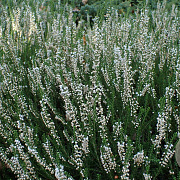 Calluna v. 'Long White' GM P9.5 2 jaar