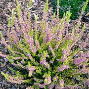Calluna v. 'Sir John Charrington' GM P9.5 2 jaar
