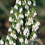 Erica lusitanica GM P9.5 2 jaar