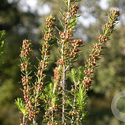 Erica scoparia GM P9.5 2 jaar