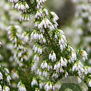 Erica veitchii 'Pink Joy' GM P9.5 2 jaar